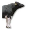 Holstein Bulle Kl